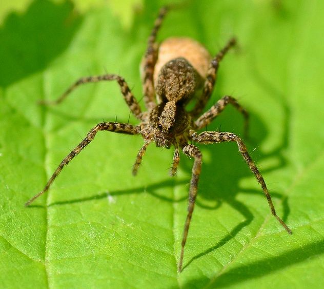  p>细腿豹蛛(学名:pardosa sp.