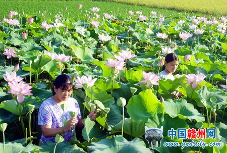 中国最美莲乡---江西石城