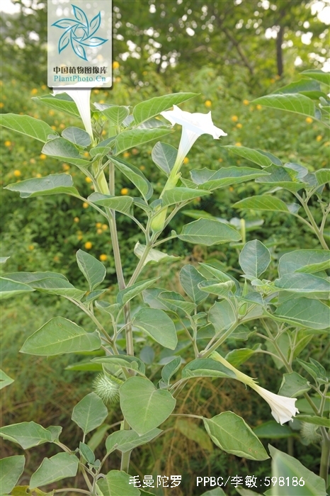 是茄科曼陀罗属植物.