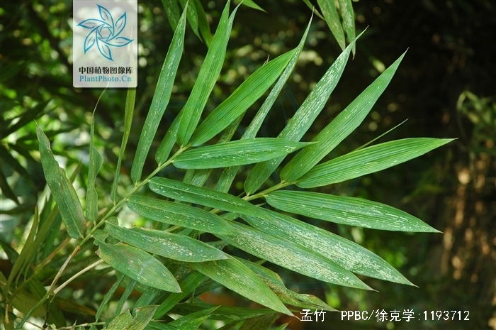  p>孟竹,(dendrocalamopsis bicicatricata (w. t.