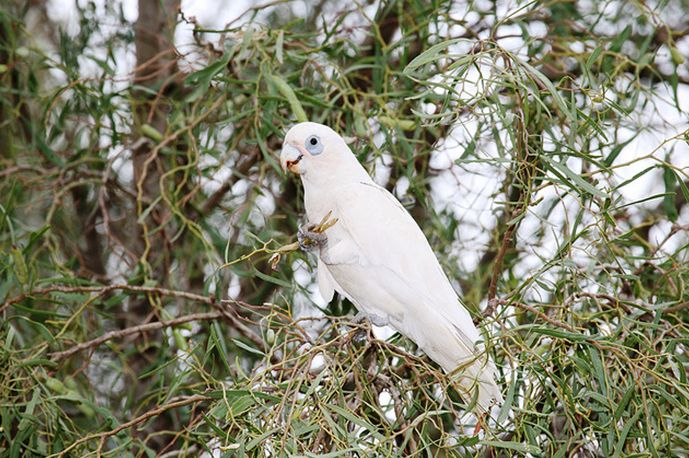  p>长嘴凤头鹦鹉(学名:cacatua tenuirostris)体格粗壮,外型特殊