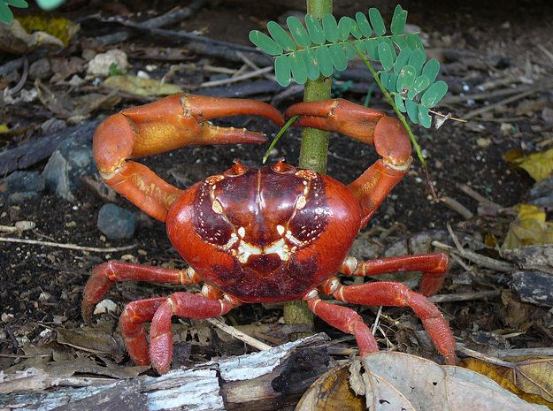  p>圣诞岛红蟹(学名: i>gecarcoidea natalis /i>)的身体分为头胸部与