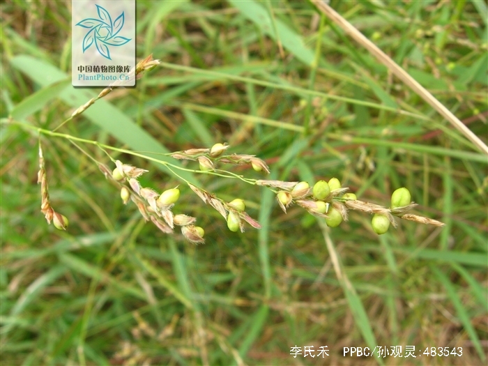  p>李氏禾(学名:leersia parviflora&nbsp;&nbsp;leersia