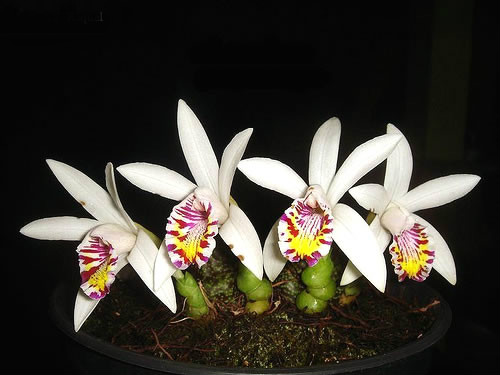  p>秋花独蒜兰(学名: i>pleione maculata /i>  (lindl.) lindl.