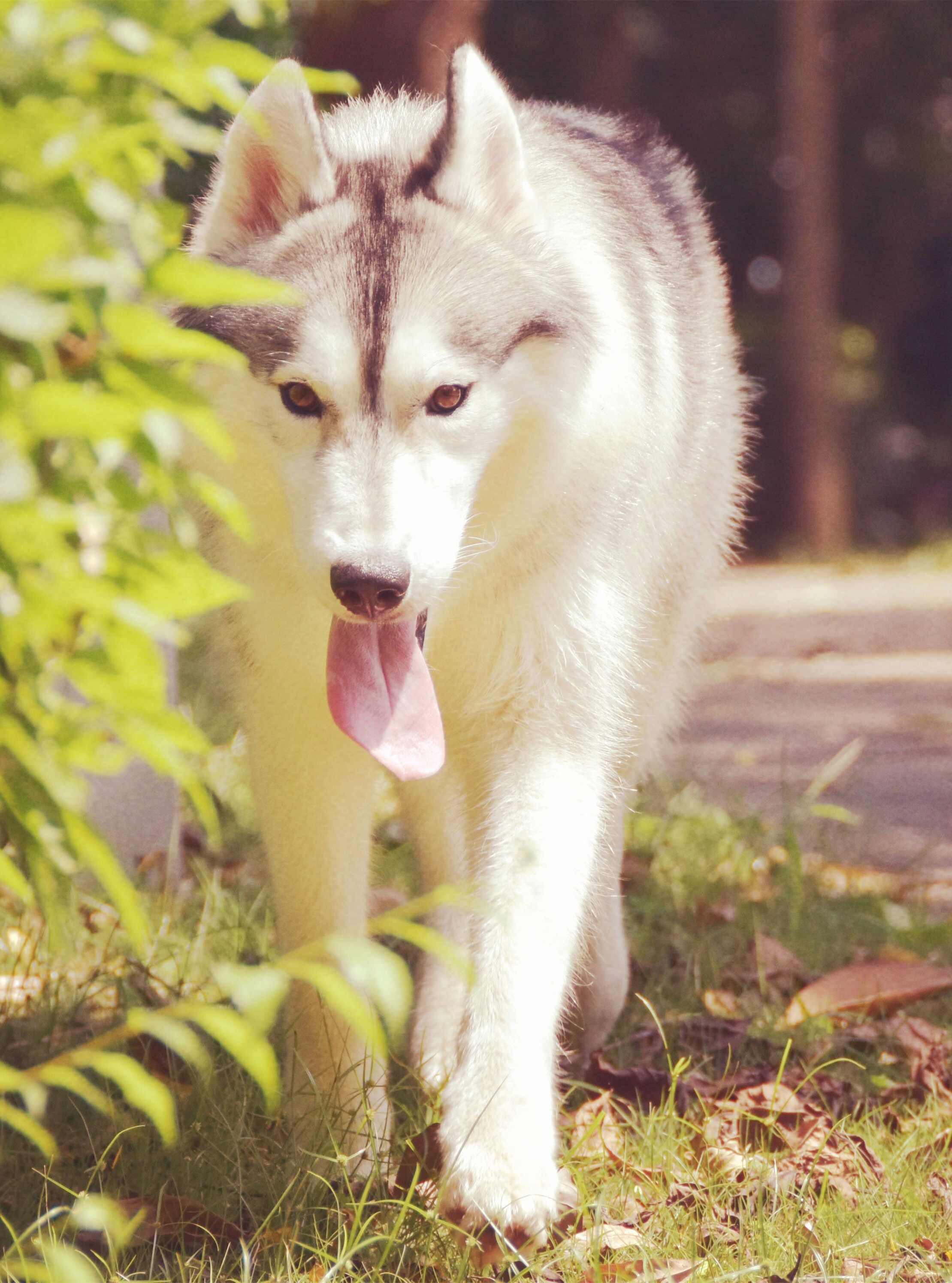 西伯利亚雪橇犬