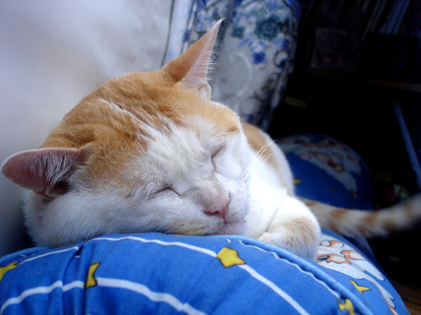  p>"日本田园猫"是对日本本土家猫类的统称.