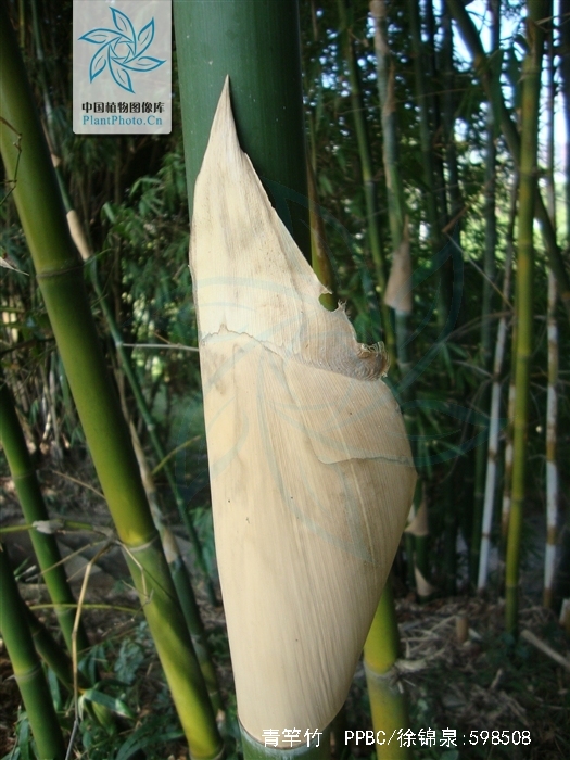  p> a href="#" data-lemmaid="2549562">青竿竹 /a>(b.