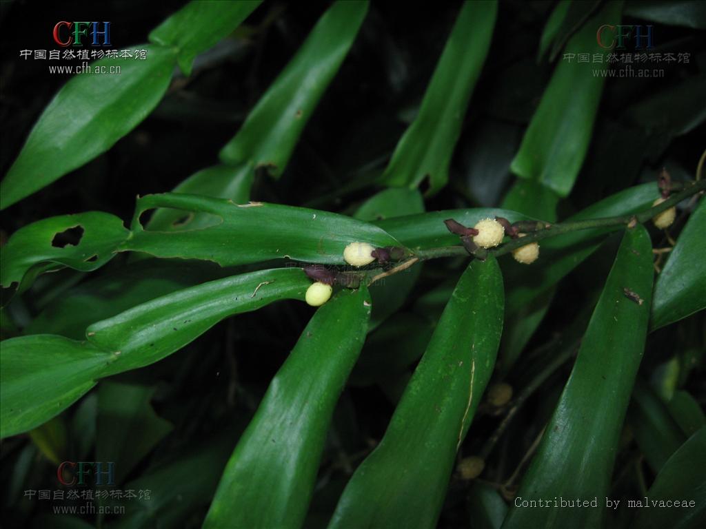  p> b>紫苞石柑 /b>(学名: i>pothos cathcartii /i>),是 a target="