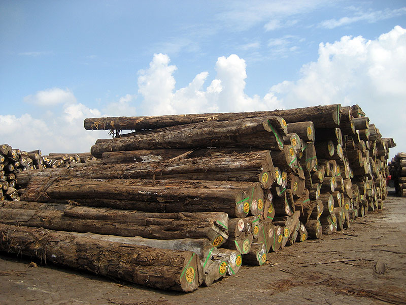  p>缅甸柚木(拉丁学名tectona grandis l.f.