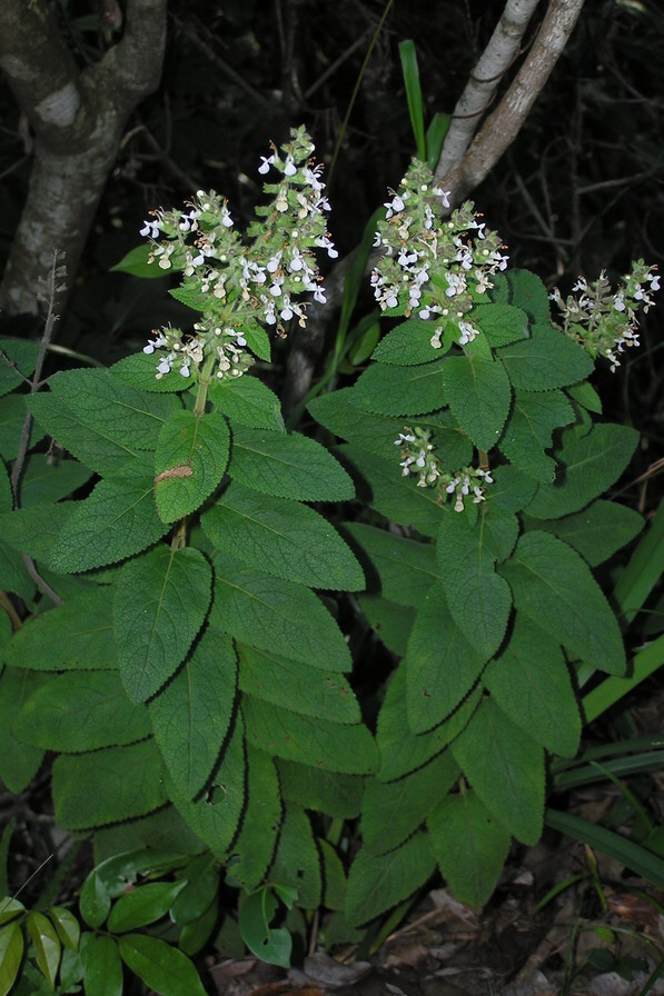  p> a href="#"> /a>牛尾草(学名: i>rabdosia ternifolia /i> (d.