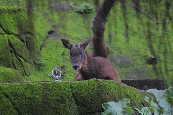  p>台湾鬣羚(学名: i>naemorhedus swinhoei /i>):是牛科,鬣羚属动物.