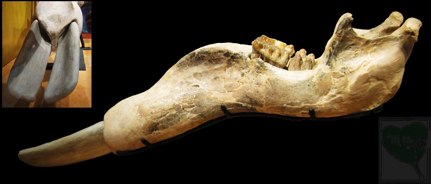  p>美洲乳齿象(mammut americanum)是北美洲已灭绝的乳齿象,其化石