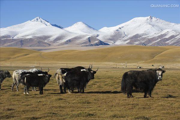 青藏高原牦牛