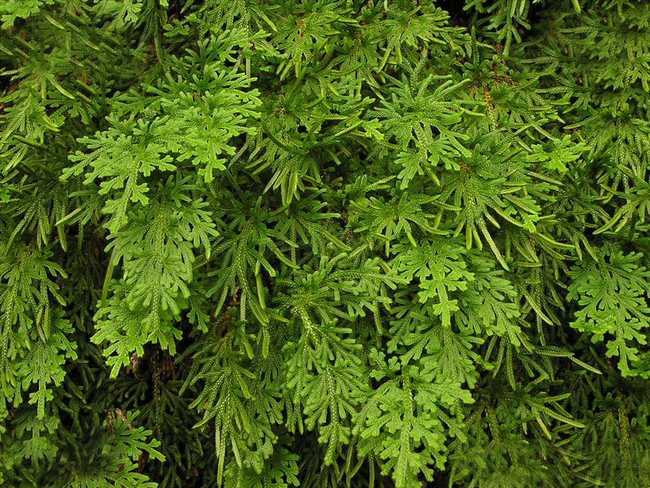  p>旱生卷柏(学名:selaginella stauntoniana spring)是卷柏科卷柏属 