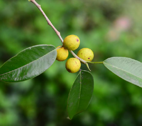  p>垂叶榕(学名: i>ficus benjamina  /i>l.)桑科植物.
