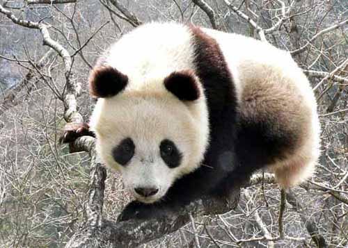  p>大熊猫秦岭亚种(学名: i>ailuropoda melanoleuca qinlingensis /i