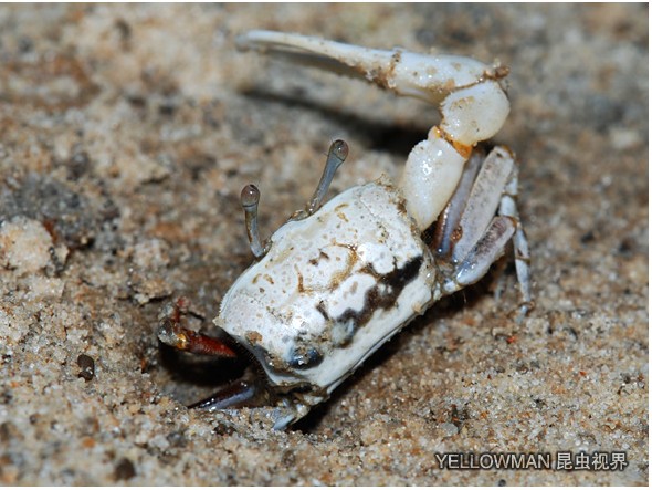  p>清白招潮蟹(学名: i>uca lacteus /i>)为 a>沙蟹科 /a> a>招潮蟹属