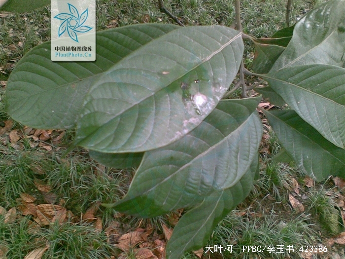  p> a target="_blank" href="/item/大叶柯/4560170" data-lemmaid="