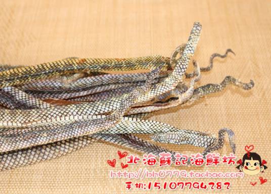 澳洲粘蛇尾_百度百科