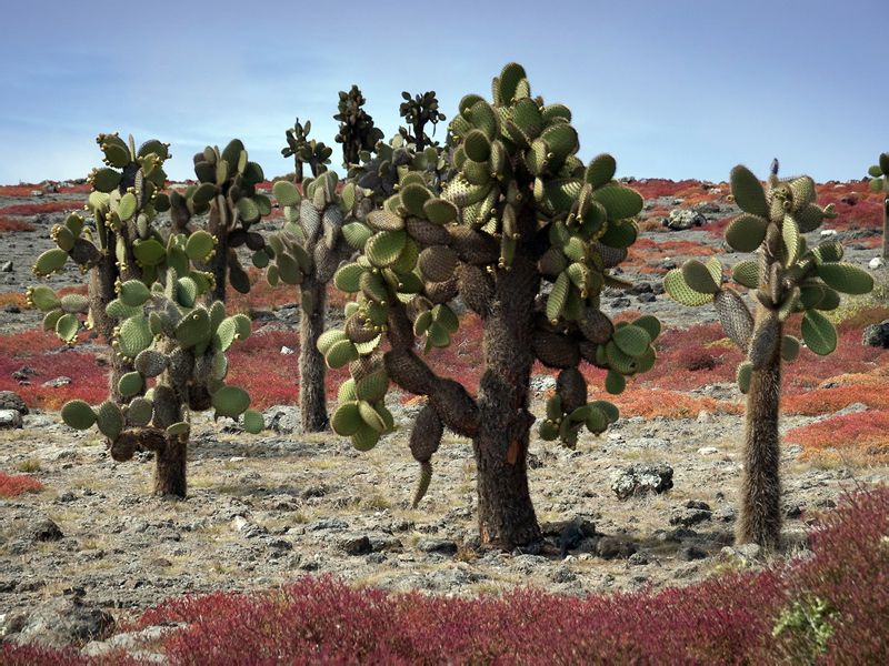 科隆群岛仙人掌