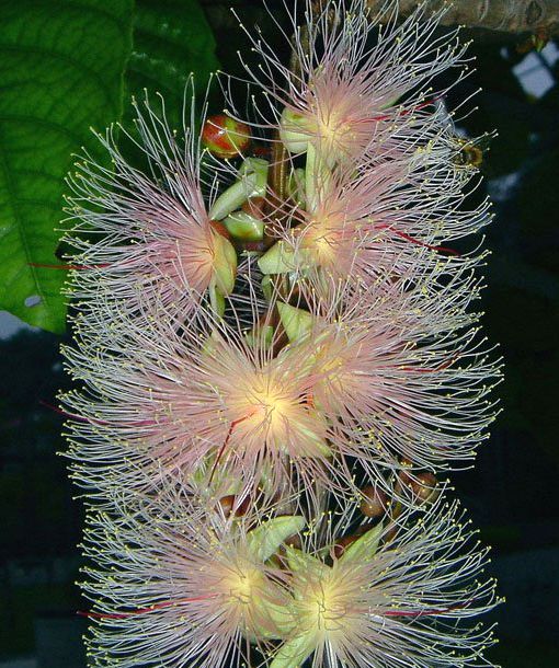  p>滨玉蕊(学名: i>barringtonia asiatica /i> (l.