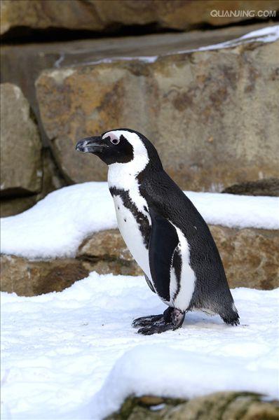  p>斑嘴环企鹅(学名: i>spheniscus demersus /i>):是鸟纲,企鹅科,环