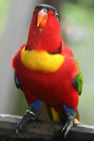  p>黄领吸蜜鹦鹉(学名: i>lorius chlorocercus /i>)羽色鲜艳,主要以