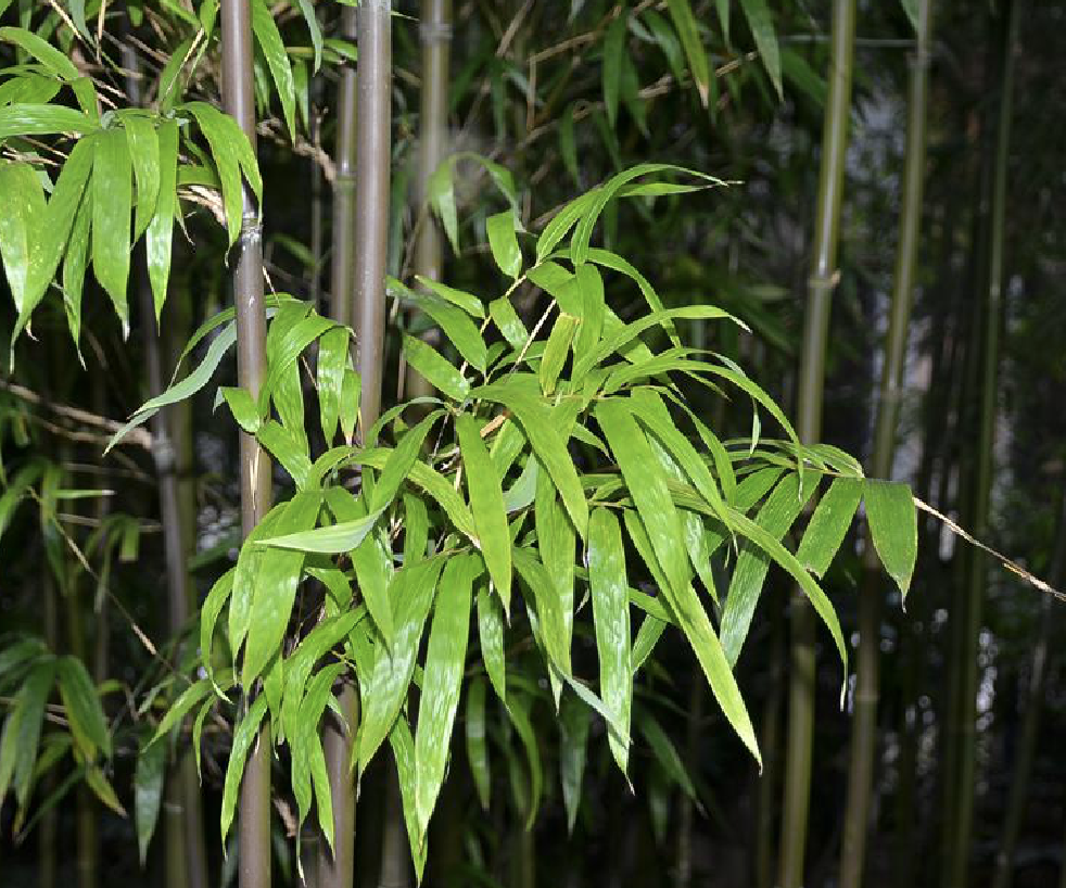  p>橄榄竹(学名: i>indosasa gigantea /i> (wen) wen)是 a href="#"