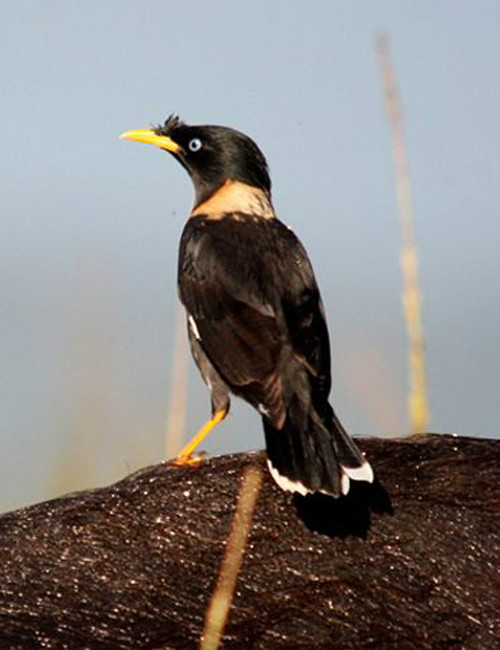  p>白领八哥(学名: i>acridotheres albocinctus /i>):外形,大小和 a