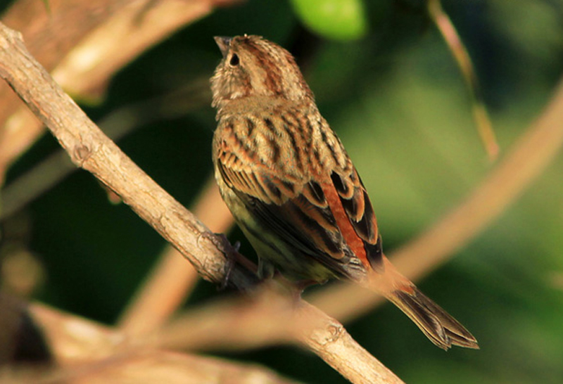  p>栗鹀(学名: i>emberiza rutila /i>):为鹀科鹀属的鸟类,体重15-22