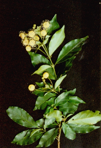 bosser)是茜草科团花属植物,落叶大乔木,高达30米;树干通直,基部略