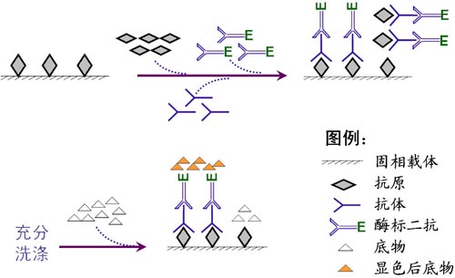  p data-id="tiusc7ckicvc">双抗体夹心酶联免疫检测方法是将抗体吸附