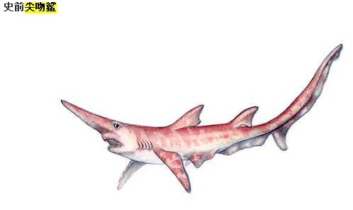 吻突出似短剑,故又称为(剑吻鲨).