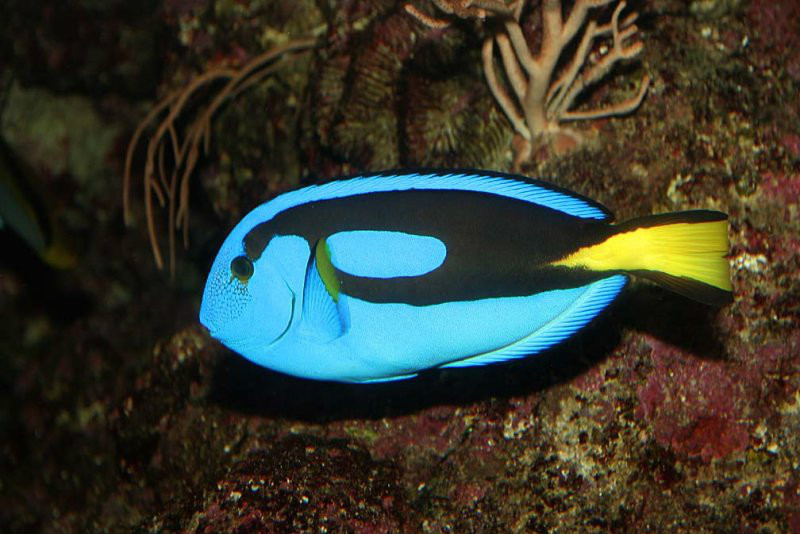  p>拟刺尾鲷( i>paracanthurus hepatus /i>):又称蓝倒吊,刺尾鱼科副