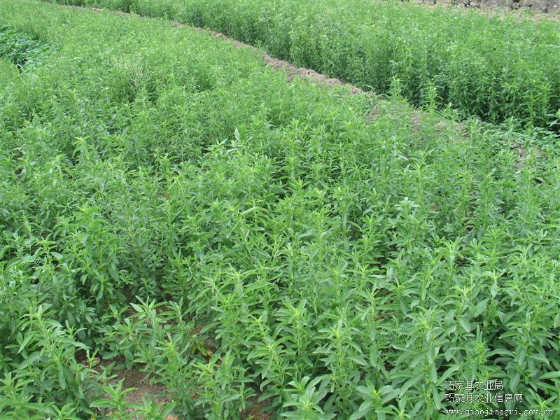 甜叶菊(甜叶菊为什么这么甜)