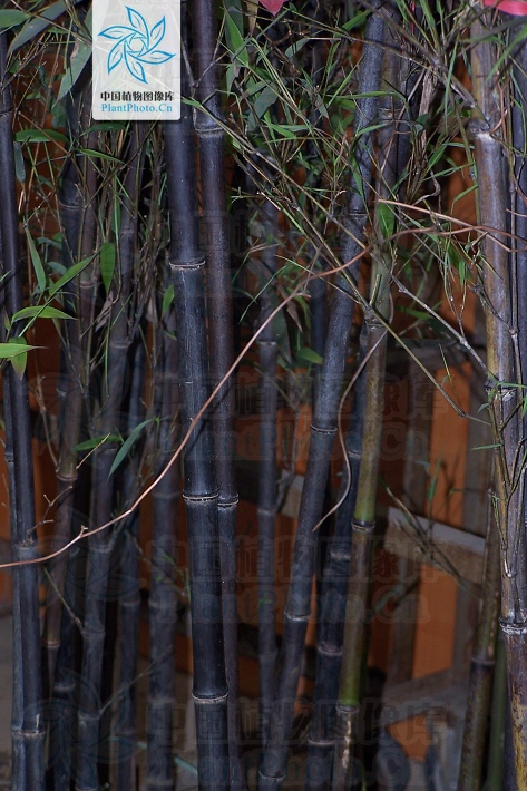 bambusa cv.purpurascens