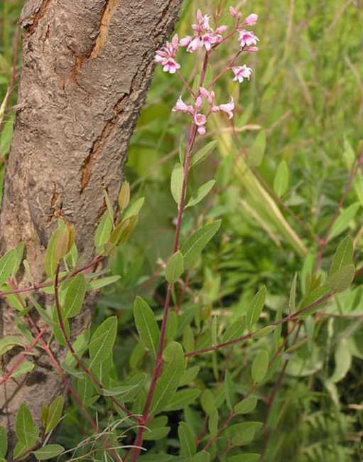 是夹竹桃科罗布麻属亚灌木.