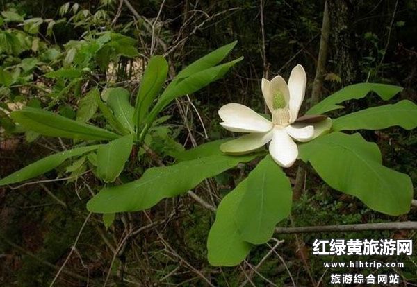 山杜仲