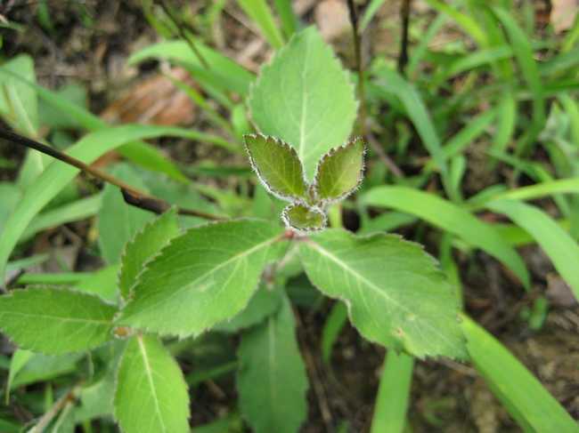  p>丹参茶(天草)以极品川藏高原紫花 a href="#" data-lemmaid="53612