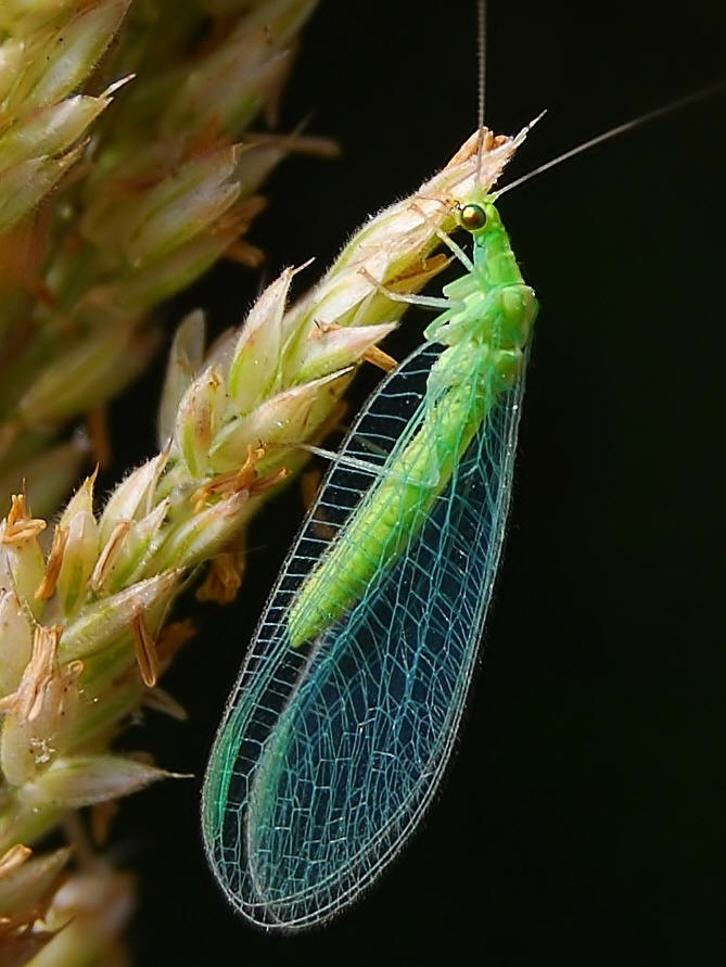  p>草蛉虫又名 a target="_blank" href="/item/草蜻蛉/11016125"