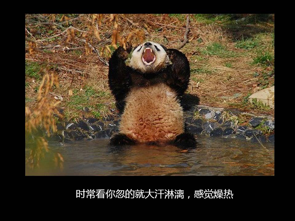 国家一级保护动物