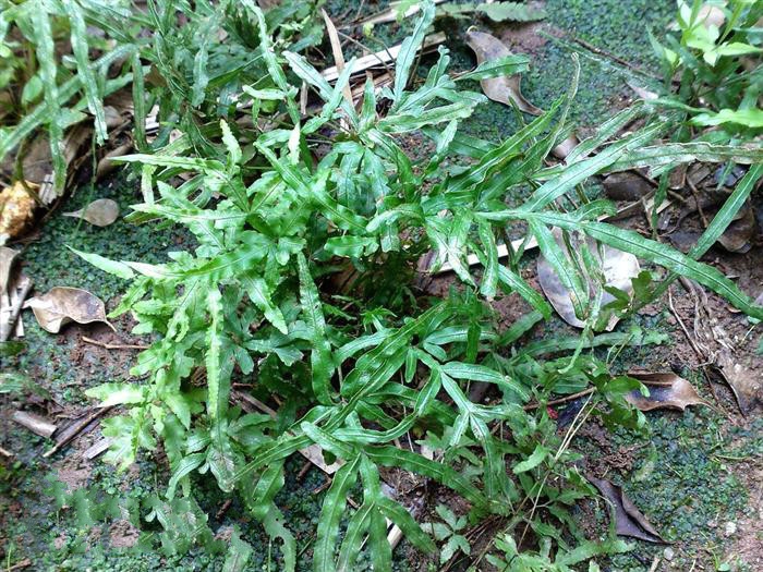  p>井栏边草(学名: i>pteris multifida /i> poir.