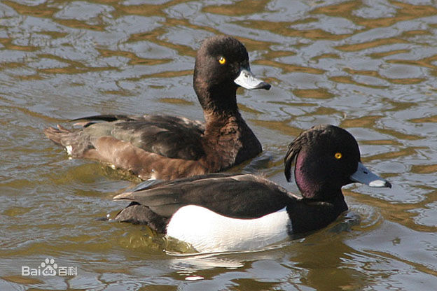  p>凤头潜鸭(学名: i>aythya fuligula /i>)体长40-47厘米,翼展67-73