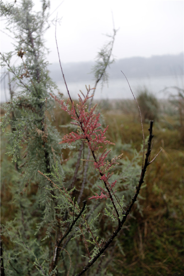  p>疏花水柏枝(学名: i>myricaria laxiflora  /i>(franch.) p. y.