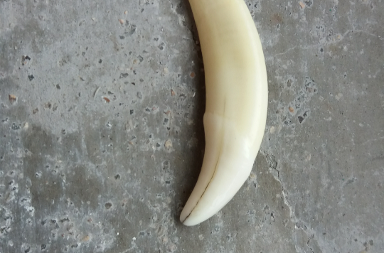  p>老虎牙是猫科动物虎的上颚獠牙,暗白而形长,牙根粗,一只成年虎只有