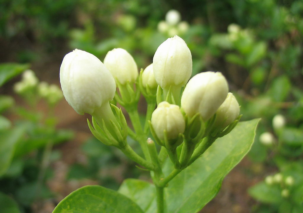 茉莉花