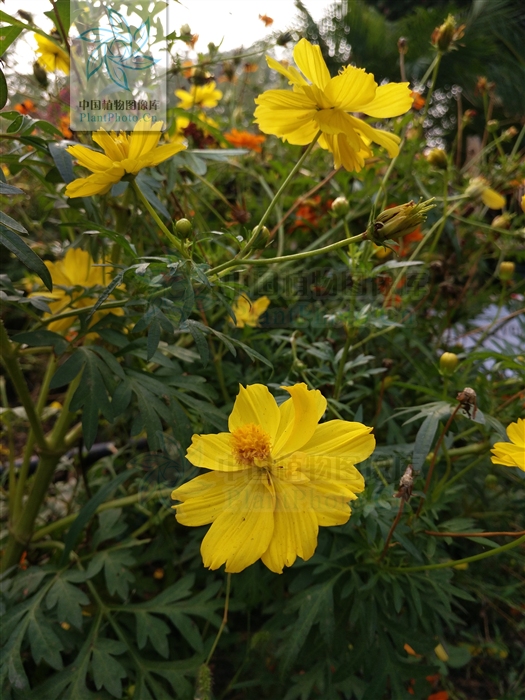  /i>),又名黄花波斯菊,硫黄菊,硫磺菊,黄芙蓉和硫华菊,菊科秋英属植物