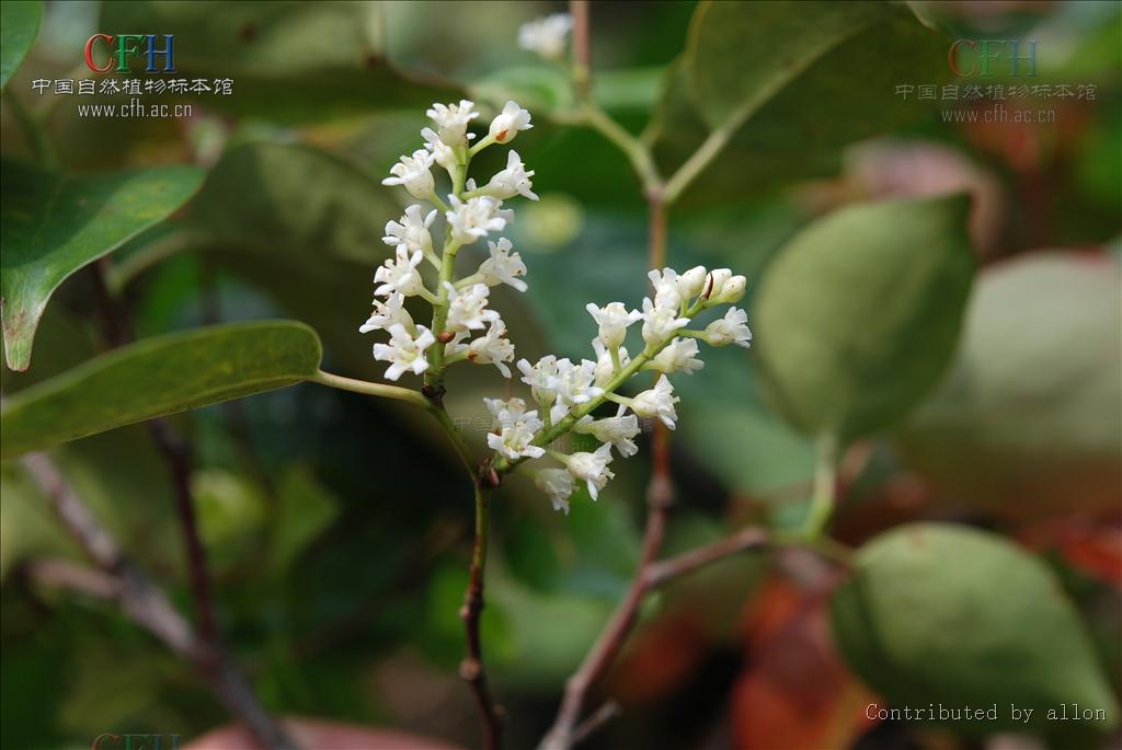  p>五列木科(pentaphylacaceaeengl)科名:恩格勒126 ,哈钦松108a ,属 