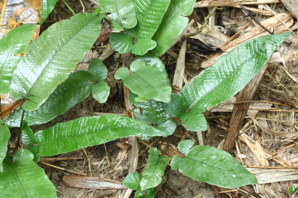  p>单叶鞭叶蕨(学名: i>cyrtomidictyum basipinnatum /i> (bak.