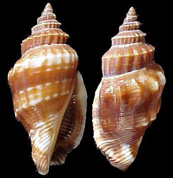  p>老百肋凤凰螺是 a>凤凰螺科凤凰螺属 /a>的一种  a href="#" data